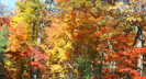 Fall Colors - Smokies